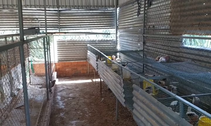 Hướng dẫn cách nuôi gà Đông Tảo 1 tháng tuổi - Chăn nuôi